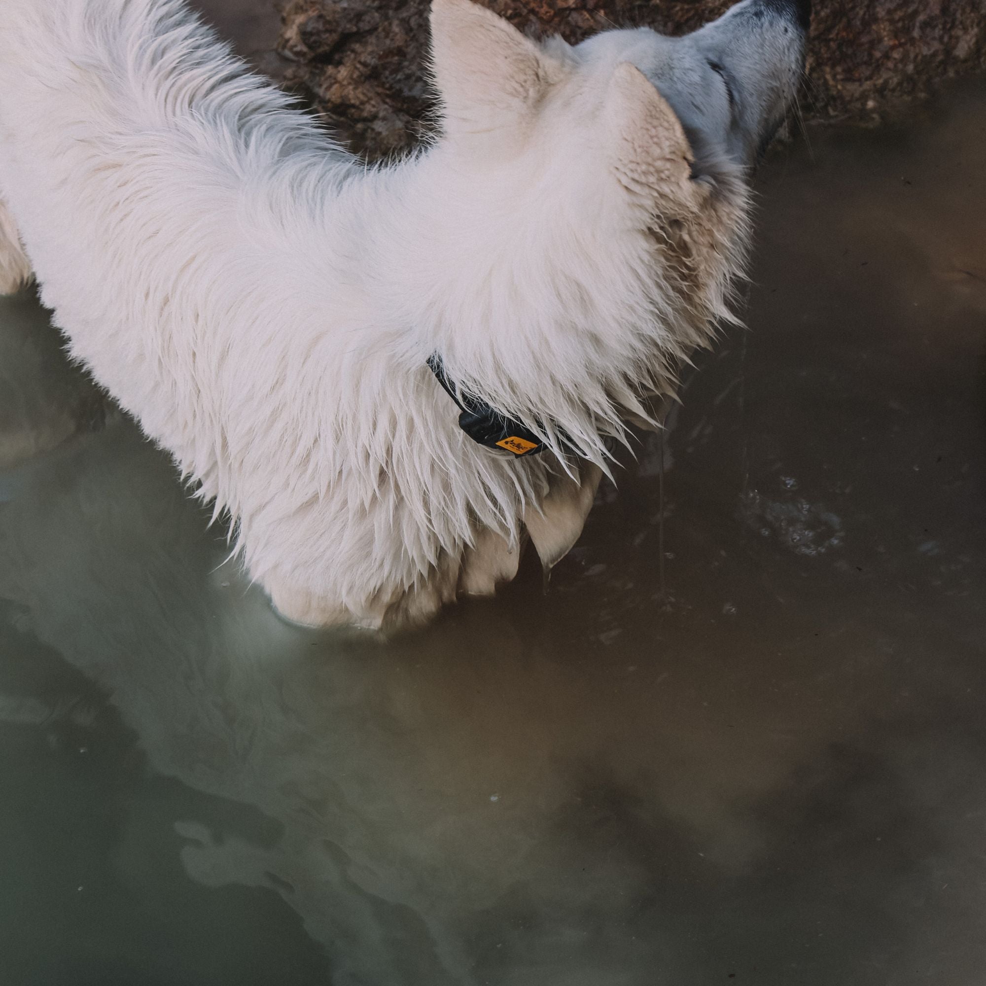 Terra: Hundehalsband aus veganem Leder & Polyamid – robust & elegant