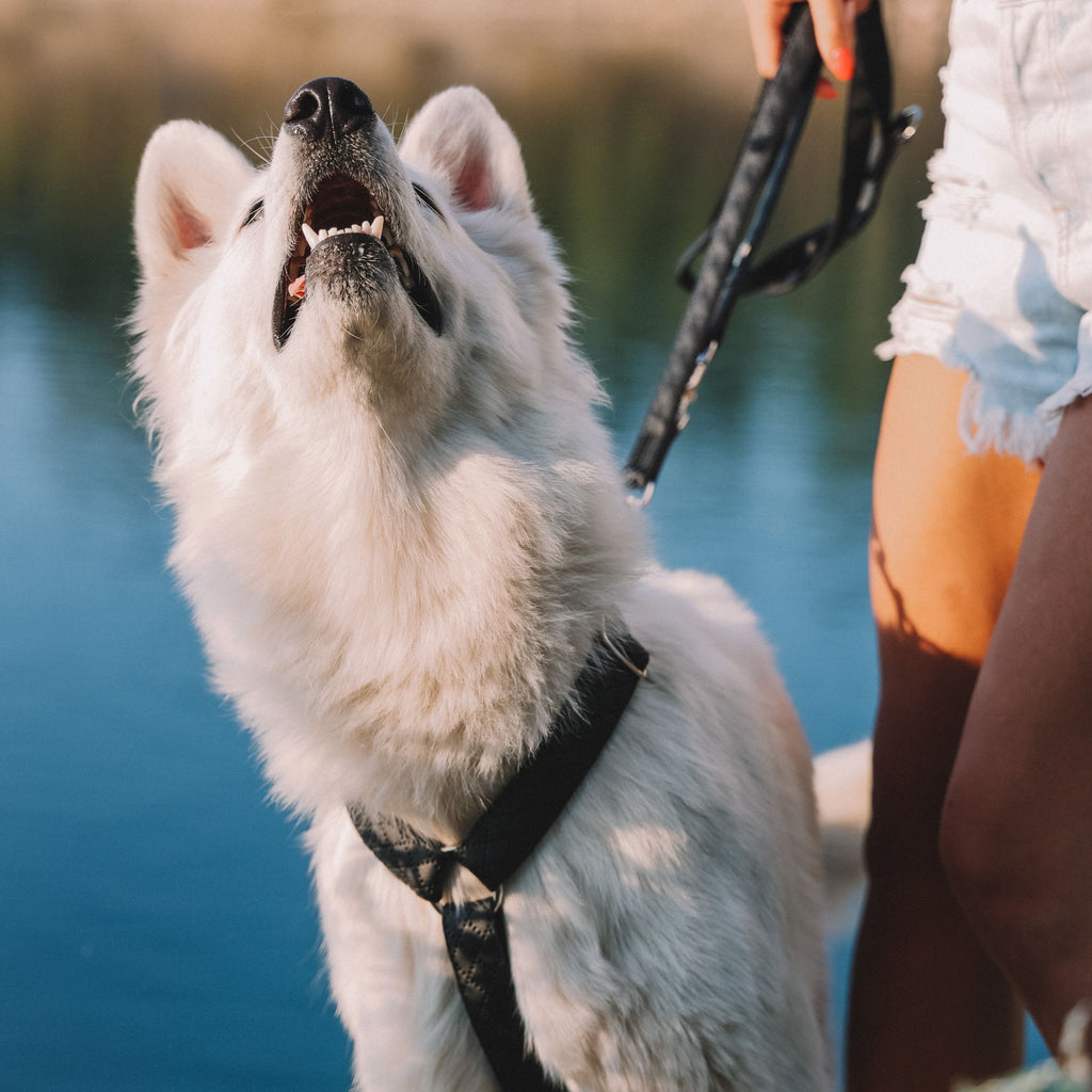 „Terra“ Premium H-Geschirr von Dingo – Wo Eleganz auf Ergonomie trifft