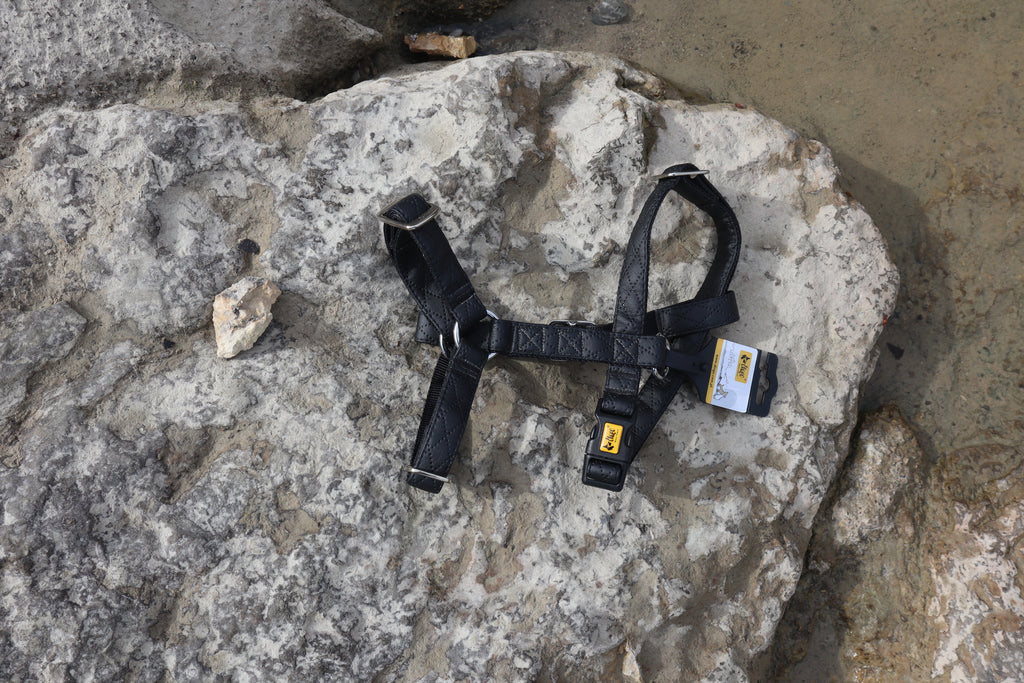 „Terra“ Premium H-Geschirr von Dingo – Wo Eleganz auf Ergonomie trifft