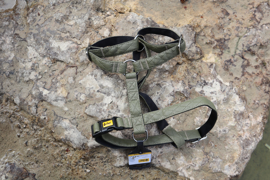 Terra" Premium H-Geschirr von Dingo – Wo Eleganz auf Ergonomie trifft