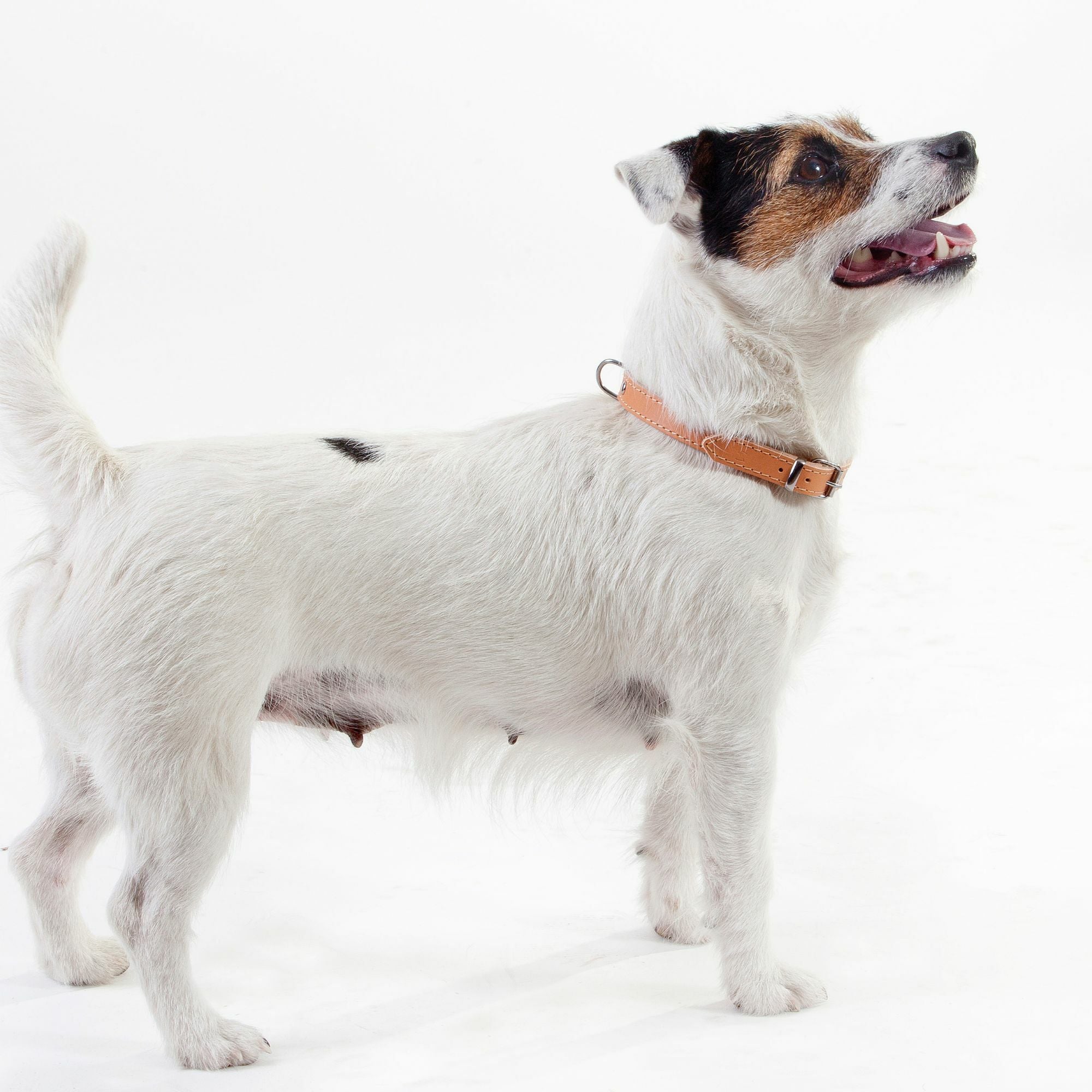 Traditionelles Lederhalsband mit Filzpolsterung – Klassischer Komfort