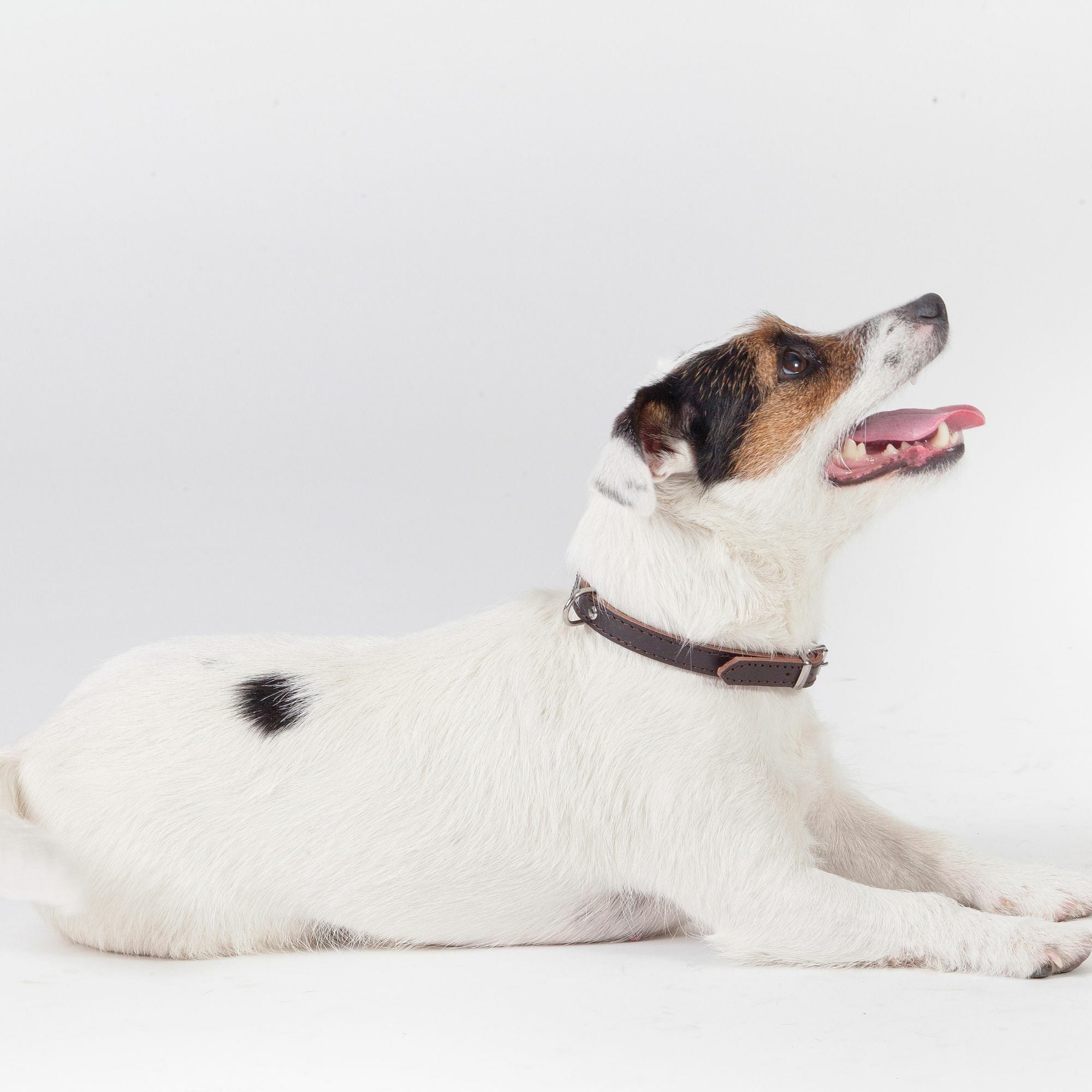 Traditionelles Lederhalsband mit Filzpolsterung – Klassischer Komfort