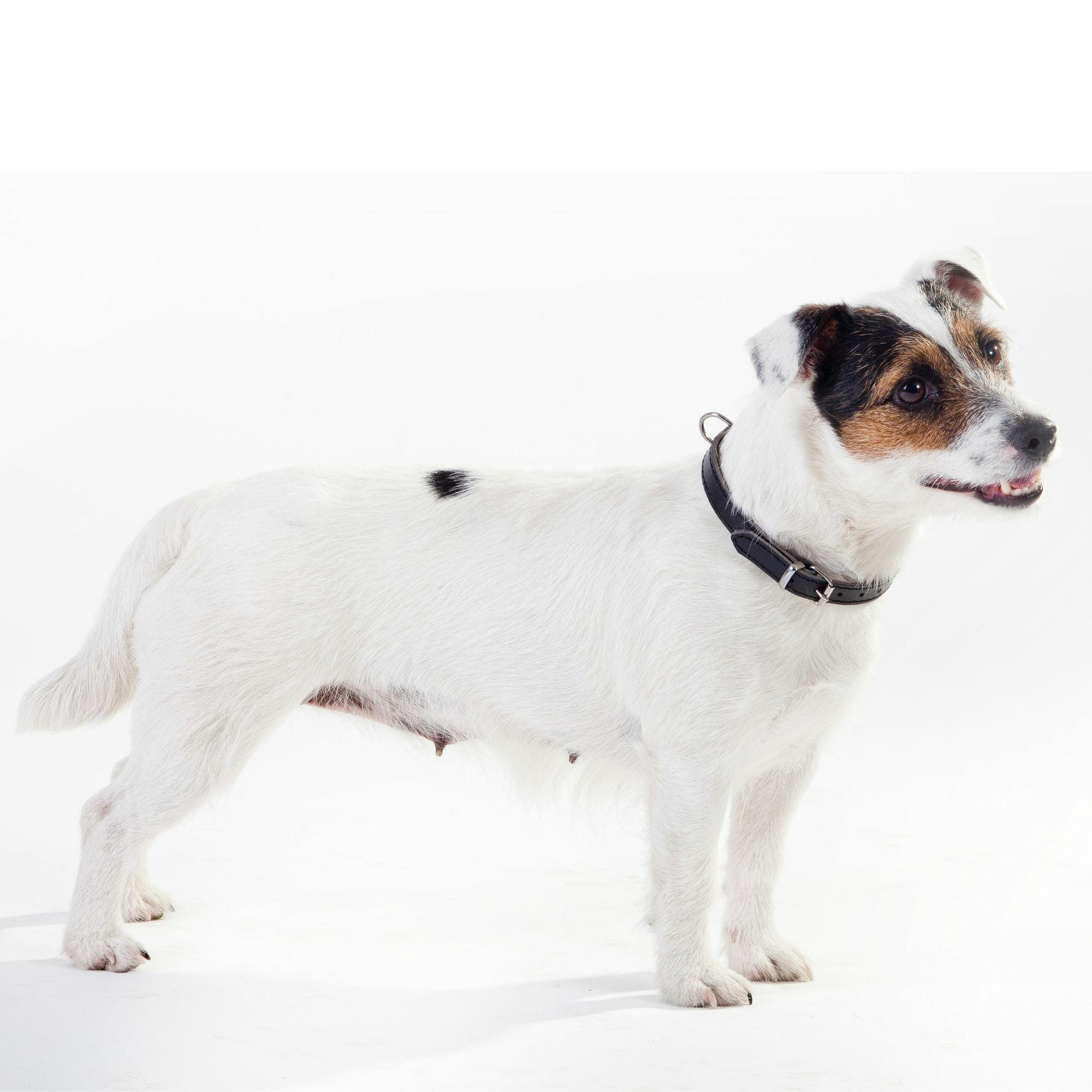 Traditionelles Lederhalsband mit Filzpolsterung – Klassischer Komfort