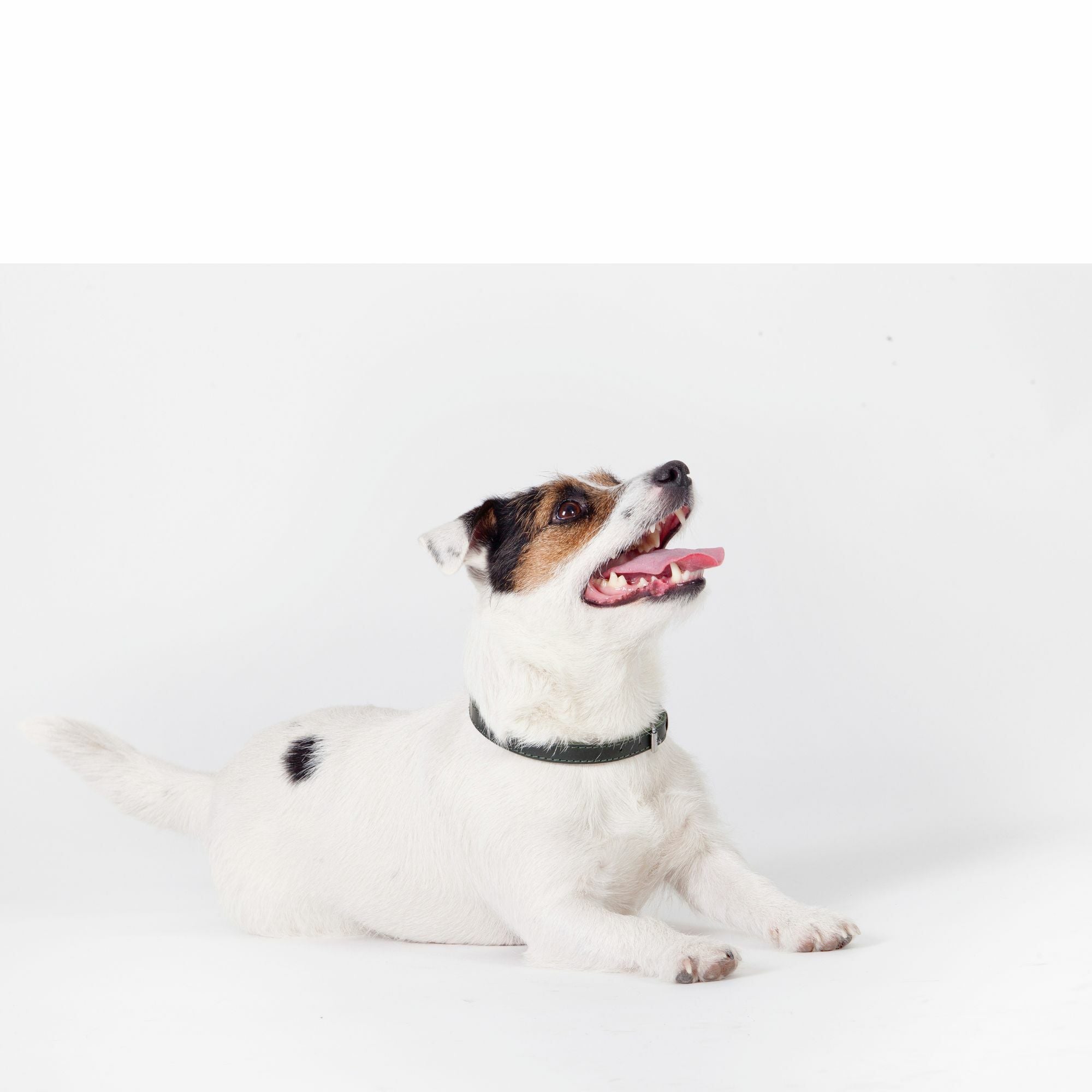 Traditionelles Lederhalsband mit Filzpolsterung – Klassischer Komfort