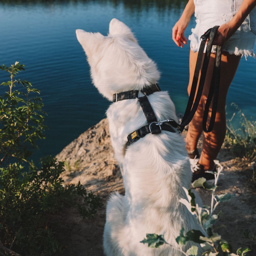 „Terra“ Premium H-Geschirr von Dingo – Wo Eleganz auf Ergonomie trifft