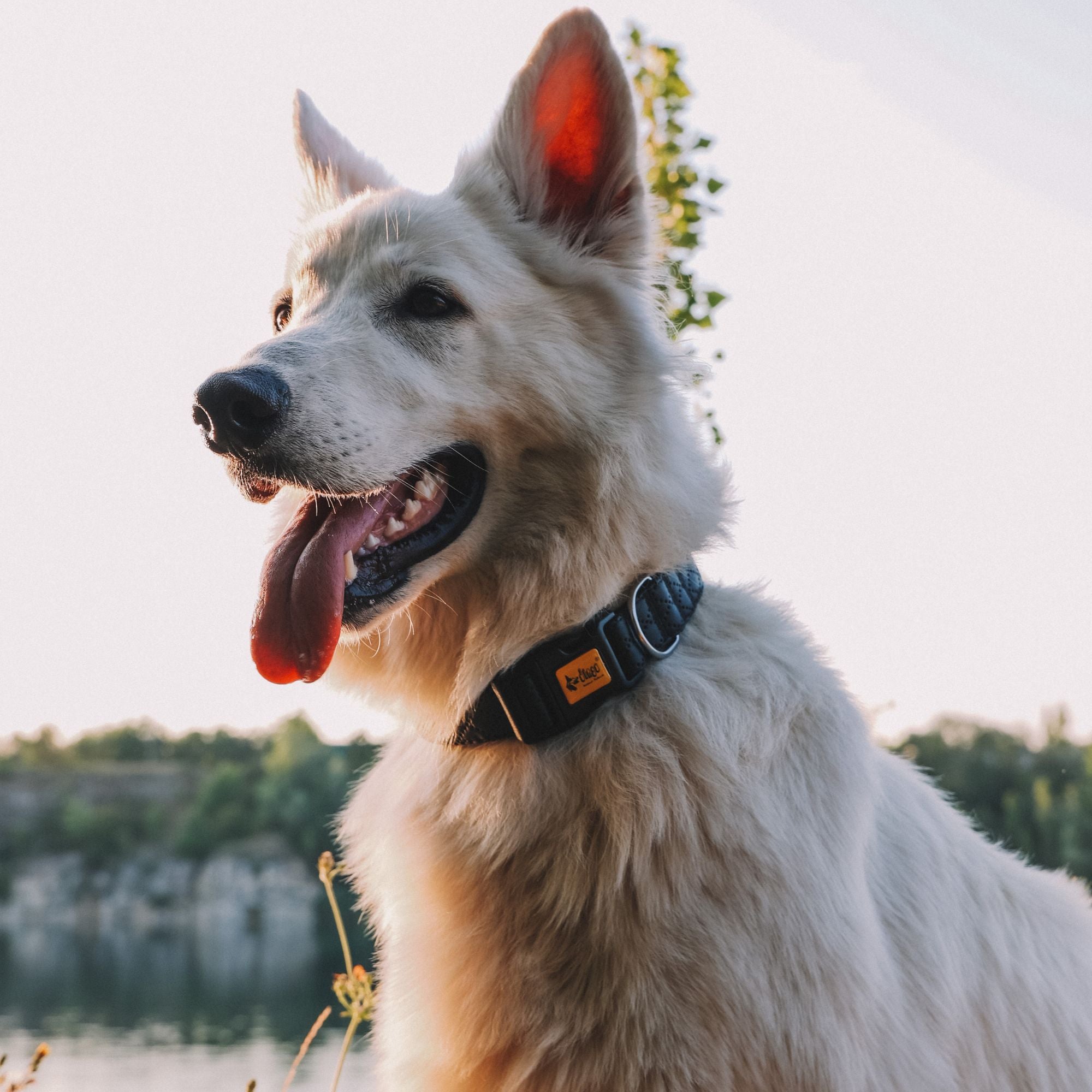 Terra: Hundehalsband aus veganem Leder & Polyamid – robust & elegant