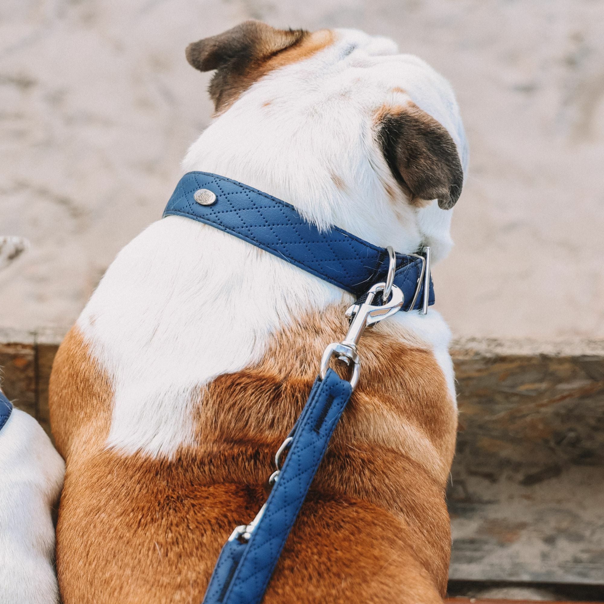 Terra: Halsband aus veganem Leder & Polyamid – Robust & elegant