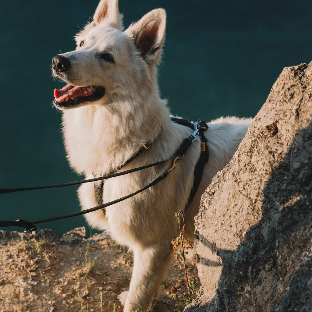 Dingo „Terra“ Multifunktions-Hundeleine – Stil & Funktionalität in Perfektion
