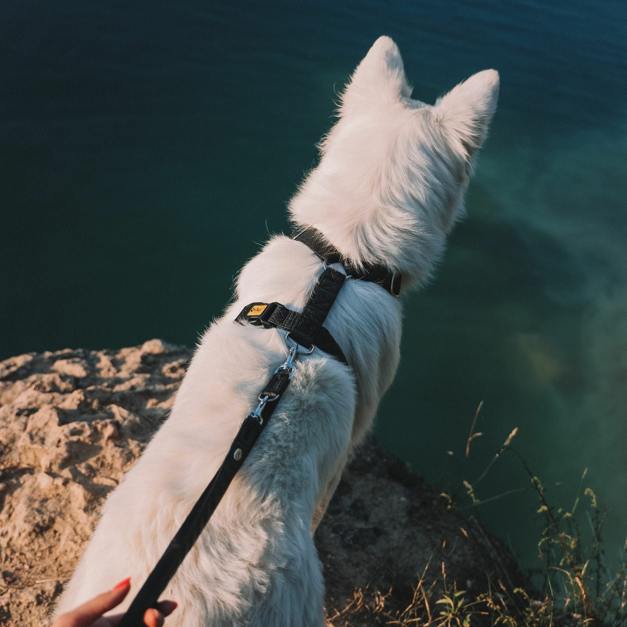 „Terra“ Premium H-Geschirr von Dingo – Wo Eleganz auf Ergonomie trifft