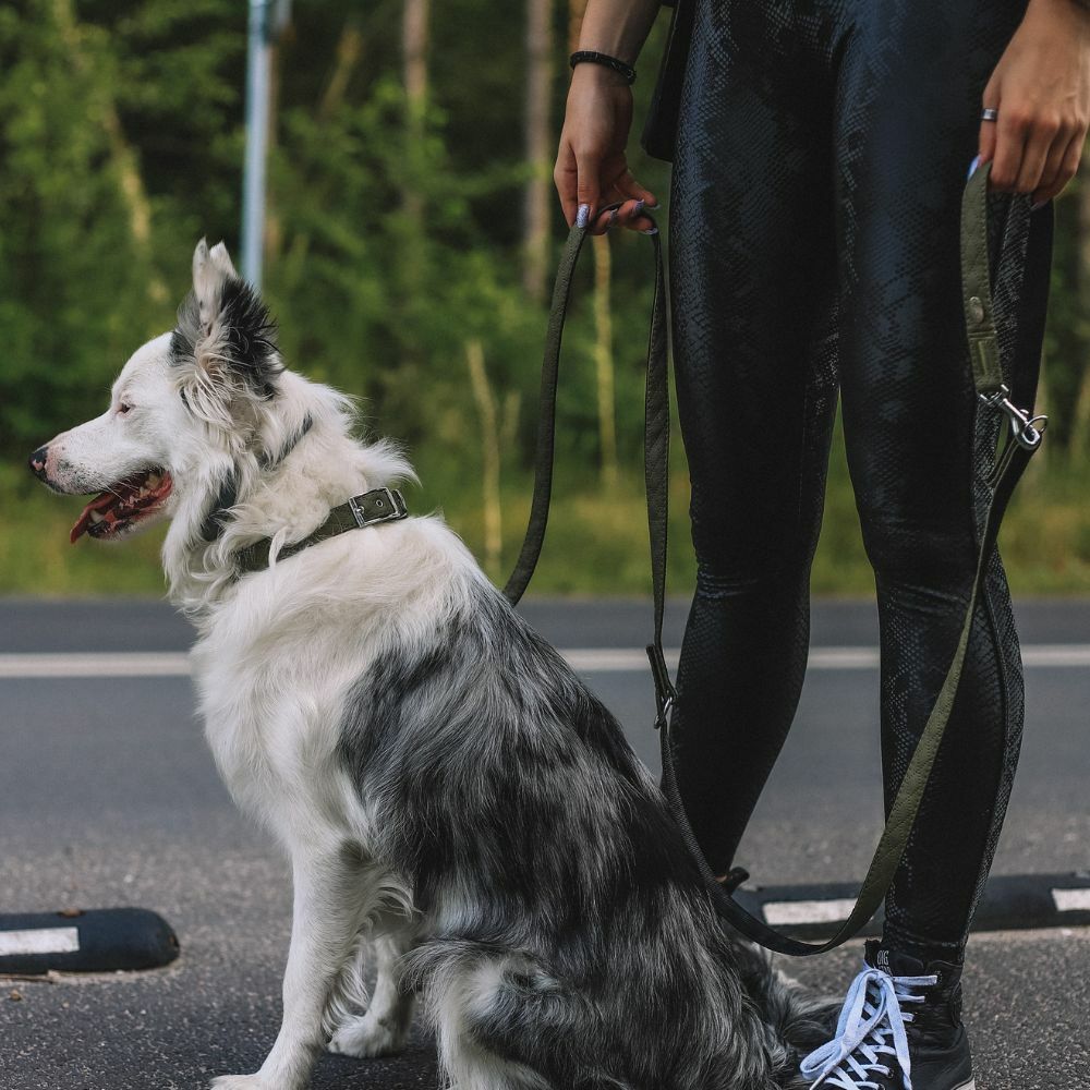 Terra" Premium H-Geschirr von Dingo – Wo Eleganz auf Ergonomie trifft