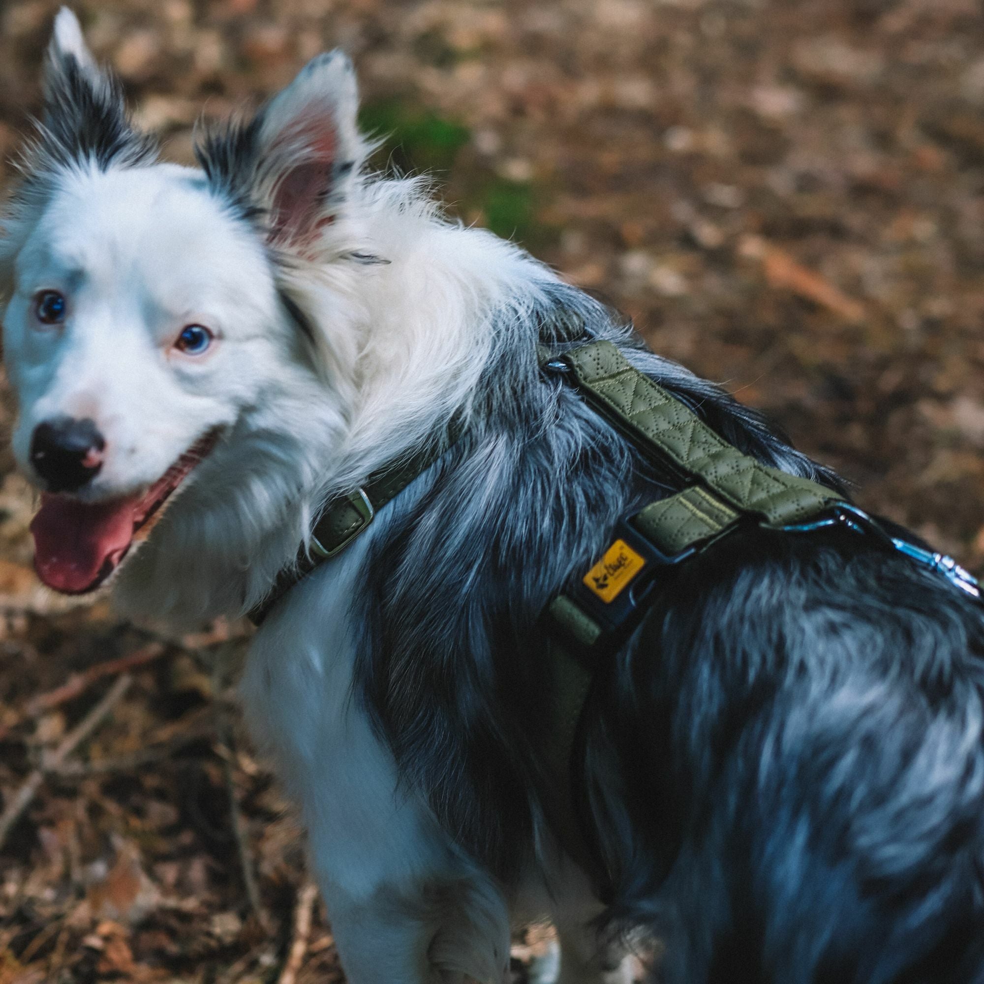 Terra" Premium H-Geschirr von Dingo – Wo Eleganz auf Ergonomie trifft