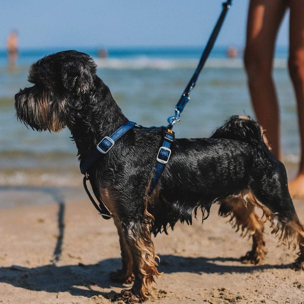 Terra" Premium H-Geschirr von Dingo – Wo Eleganz auf Ergonomie trifft