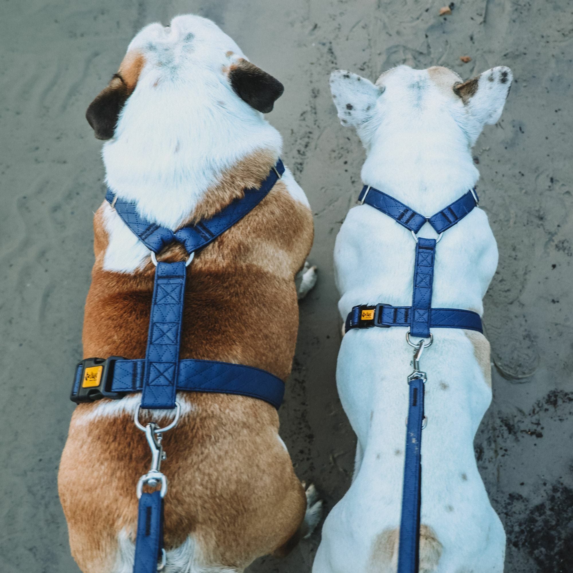 Terra" Premium H-Geschirr von Dingo – Wo Eleganz auf Ergonomie trifft